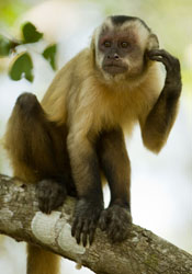 capuchin w hand